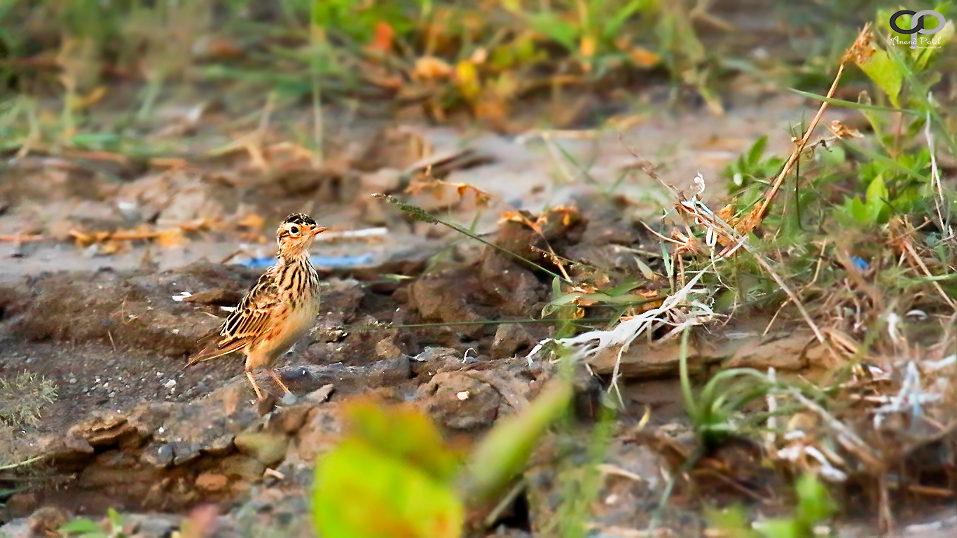 Oriental Sky Lark